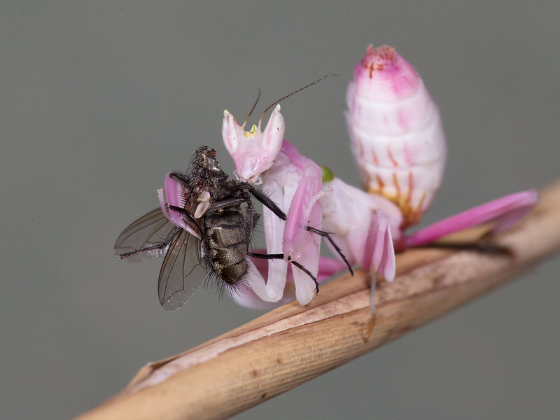 An Orchid Mantis Preying And Eating On A fly An Orchid Mantis Preying And Eating On A fly