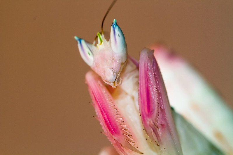 A Close Up Picture Of A Face Of The Orchid Mantis With Stunning Coloration On It's Eyes And Fore Legs A Close Up Picture Of A Face Of The Orchid Mantis With Stunning Coloration On It's Eyes And Fore Legs