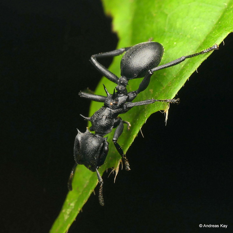 A Turtle Ant Cephalotes atratus Foraging For Food On A tip Of A Leaf A Turtle Ant Cephalotes atratus Foraging For Food On A tip Of A Leaf