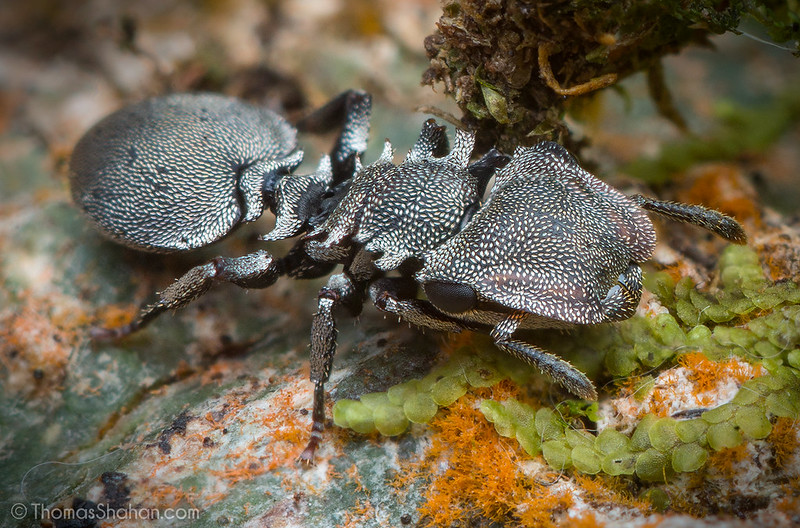 3 Of The Most Unique Ant Species In The World