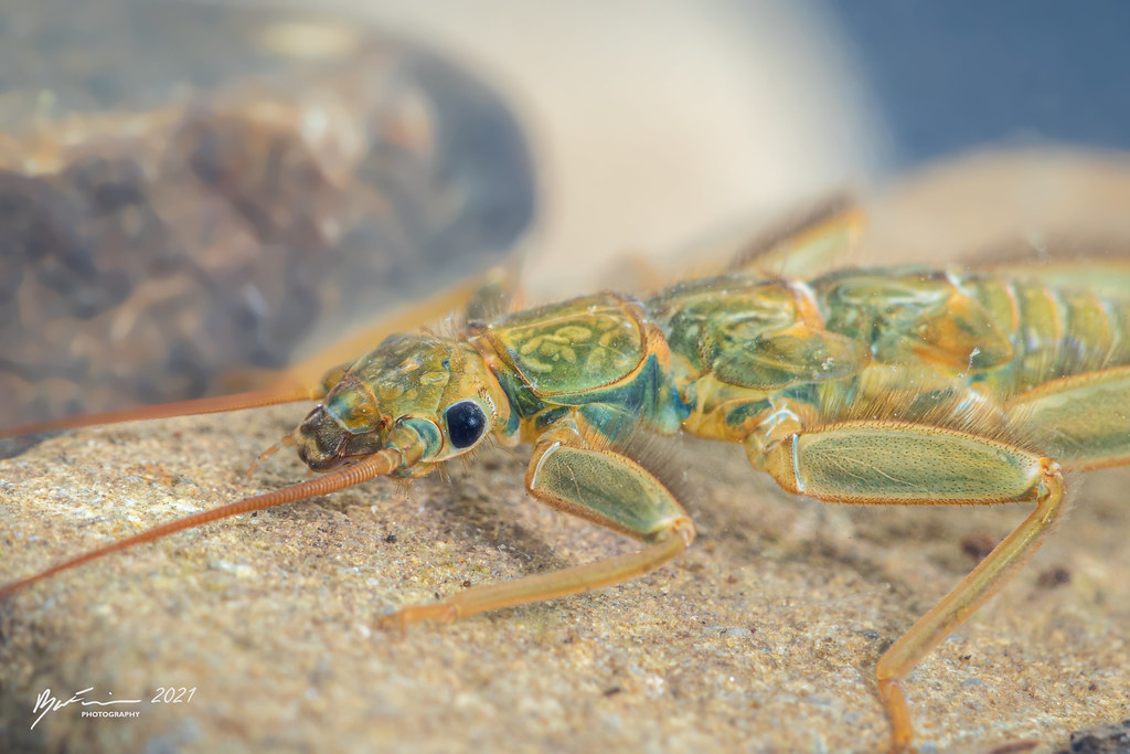 The Underwater Hunters of the Insect World