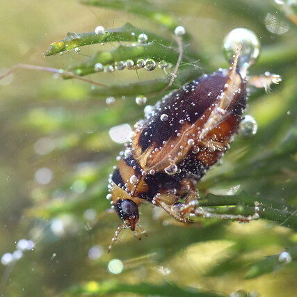 A Diving Beetle Swimming and Surrounded by Rich Oxygen Bubbles For Breathing In A Lake With Aquatic Plants A Diving Beetle Swimming and Surrounded by Rich Oxygen Bubbles For Breathing In A Lake With Aquatic Plants