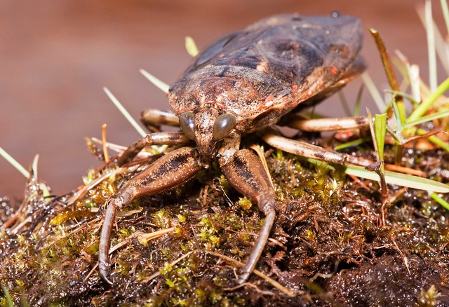 A Giant Water Bug or Toe Biter Walking on A Decaying Plant Matter In The Swamp A Giant Water Bug or Toe Biter Walking on A Decaying Plant Matter In The Swamp