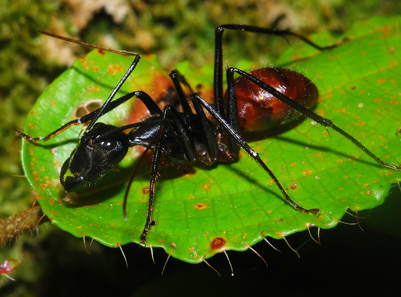 Giant Forest Ant (Camponotus gigas) perched on a tropical leaf, stalking prey with its large mandibles and elongated body in the humid Southeast Asian rainforest.
