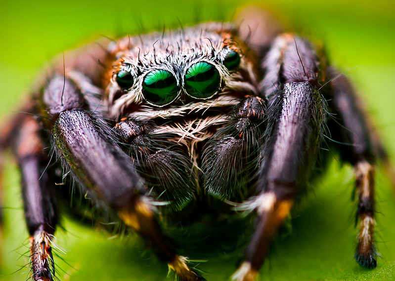 A Close Up Photo Of A Male Evarcha arcuata Jumping Spider With Stunning 4 Green Eyes