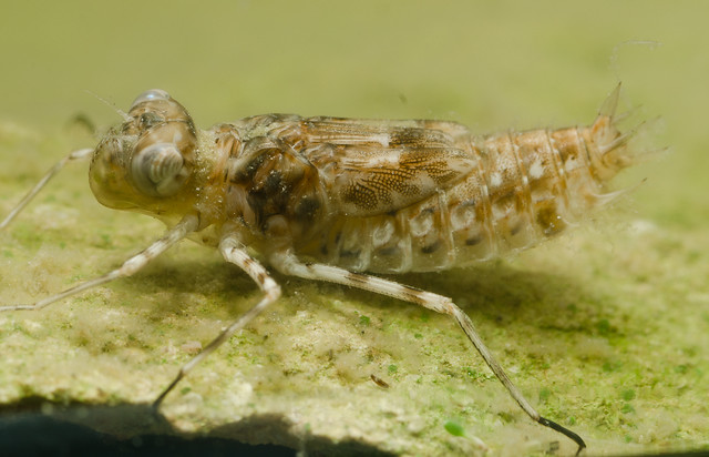 A Dragonfly Larva Hovering Above A Leaf Below The Pond Waiting For Prey To Pass A Dragonfly Larva Hovering Above A Leaf Below The Pond Waiting For Prey To Pass