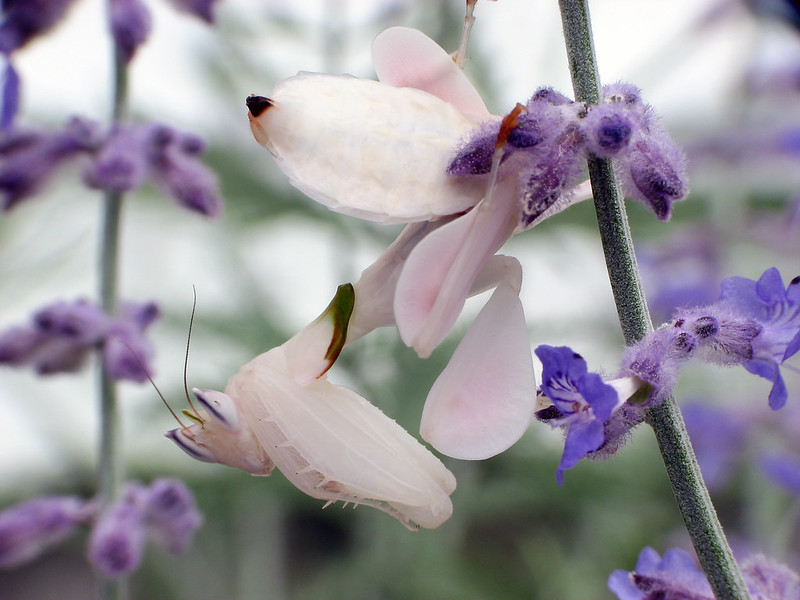 An Orchid Mantis Waiting For It's Prey, Looks Like A Blossom An Orchid Mantis Waiting For It's Prey, Looks Like A Blossom