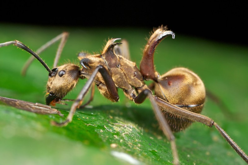 Golden Fish Hook Ant (Polyrhachis bihamata) standing atop a green leaf, showcasing its golden spiny back and metallic sheen in a tropical forest setting.