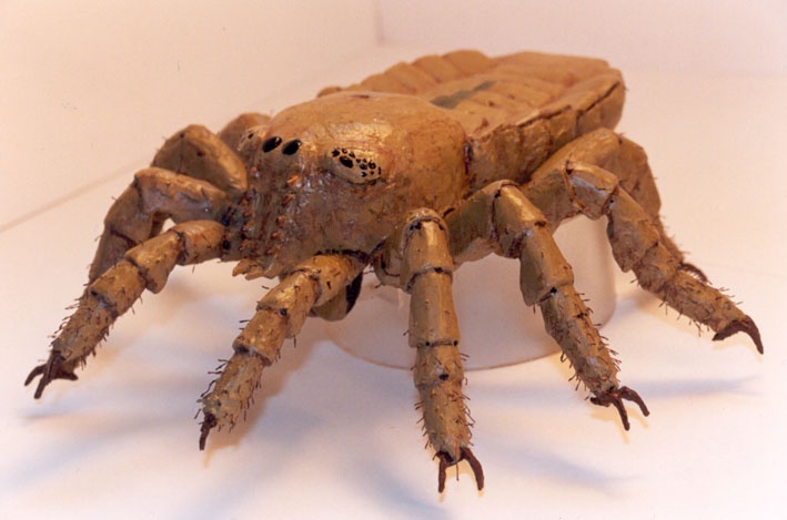 A Reconstruction Of Trigonotarbid, The Ancestor Of The Arachnids From Front View A Reconstruction Of Trigonotarbid, The Ancestor Of The Arachnids From Front View