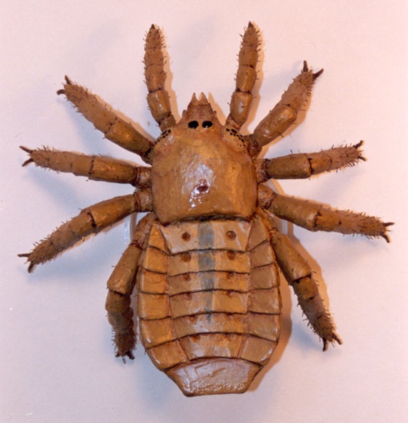 A Reconstruction Of Trigonotarbid, The Ancestor Of The Arachnids From Top View A Reconstruction Of Trigonotarbid, The Ancestor Of The Arachnids From Top View