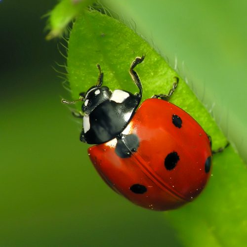 7-Spotted Ladybug – Coccinella septempunctata 7-Spotted Ladybug - Coccinella septempunctata